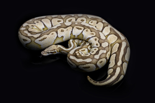 Aglaia, pastel lesser het orange ghost ball python