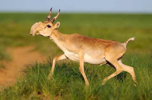 Sudden death: Mass die-off of saiga antelopes The saiga is considered a pretty unique and special sp