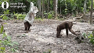 Porn Pics thenatsdorf:Orangutan dresses as a ghost