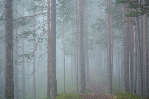 tiinatormanenphotography:Forest path. July 2015. Soiperoinen conservation area, Taivalkoski, Fi