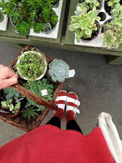 rafsimo:ITS A LOVELY DAY to buy succulents
