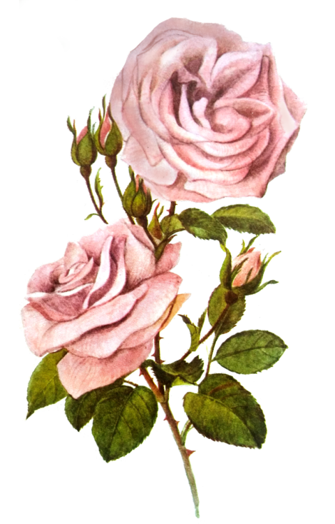 die-rosastrasse:transparent roses  