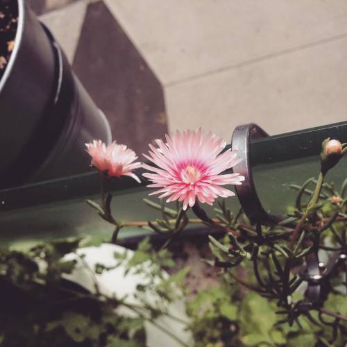 New flowers #Sydney #Waterloo #flowers #pigface #succulent #spring #balcony #green #lush