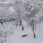 nedesembilmiyorumki