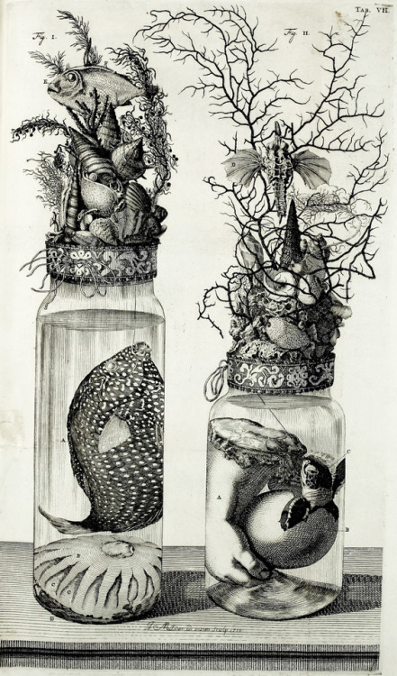 Cornelis Huyberts (1669-1712), “Frederici Ruyschii Anatomes & Botanices” by Frederik