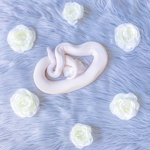 unicorndollhouse:The Rose Serpent 