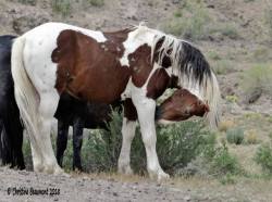 scarlettjane22:    ~ War Horse ~ he is with River’s band.    Wild Horses of Sand Wash Basin  