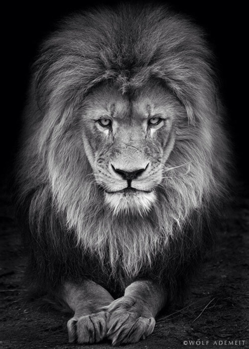 cherylc33:  the-heart-of-the-lion:  Source Phototographer ~ Wolf Ademeit  Gorgeous