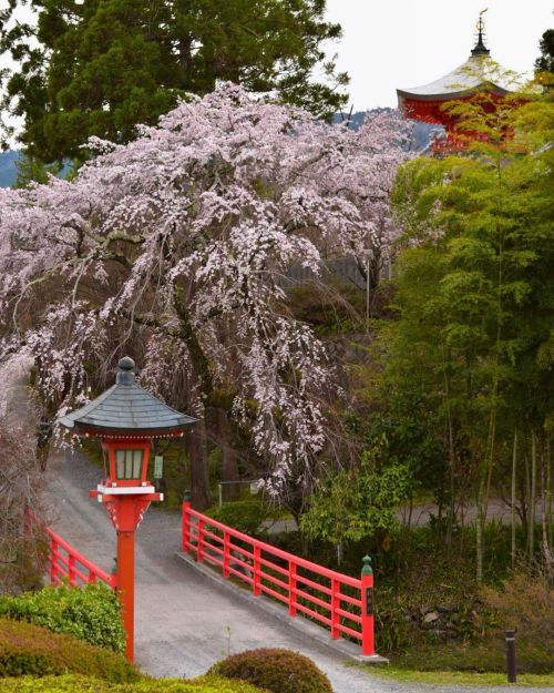 &rsquo; &rsquo; 【京都の桜】正法寺 極楽橋のしだれ桜 &rsquo; &rsquo; ほんとここは絵になる。 &rsquo; &rsqu