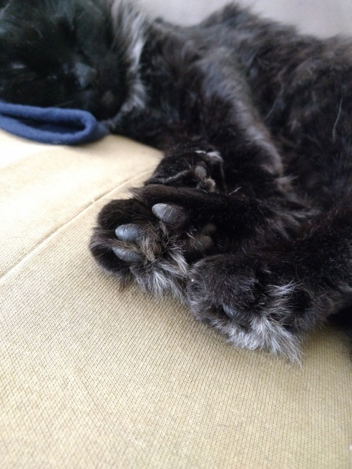 rorschnack:I just can’t get over how fluffy my cat’s feet are