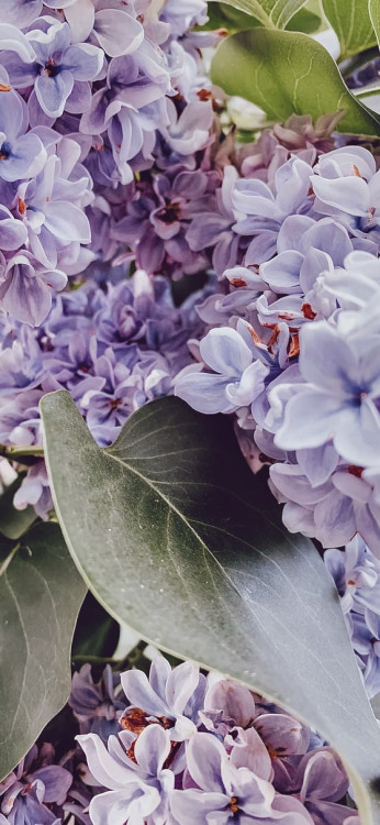  lilac  wallpapers  Tumblr 