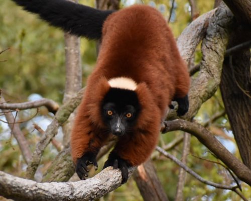 The lemurs were the most fun to watch! They would leap from branch to branch and scurried up and dow