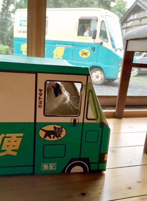 carudamon119:  タータン‏@carrs0123本物のお兄さんに笑われました。猫営業所は今日もお仕事。