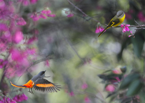 floralls:by John&Fish