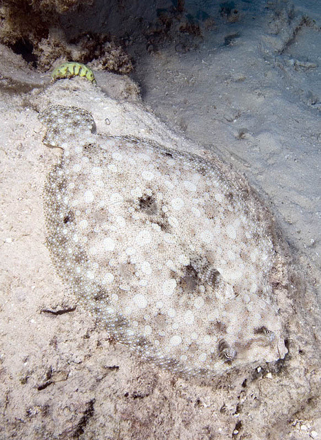 Porn Pics wapiti3:  Bothus mancus Peacock flounder,