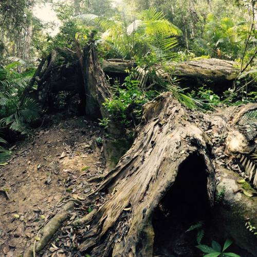 roosterrhys:  Khao Yai national park #Thailand #jungle #rainforest #khaoyai