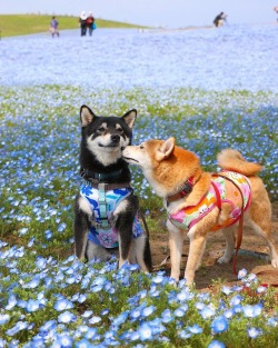 culturenlifestyle:  All Dressed Up: Artist Photographs His Shibas Amidst Beautiful Flowers After a long day at work when you come home and get greeted by your pet, all happy and excited just to see you, that moment just melts your heart, your furry friend