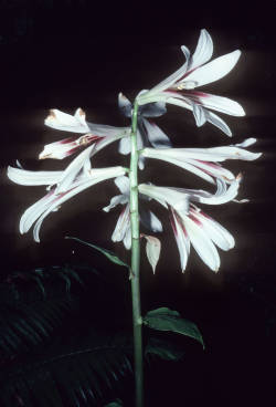 fernsandmoss:Cardiocrinum cathayanum