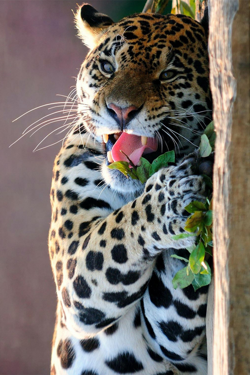 plasmatics:  Vegeterian Leopard by Haris Vithoulkas (Website)