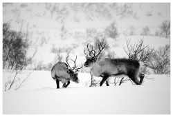 funkysafari:  Reindeer, Norway  by g.urbano