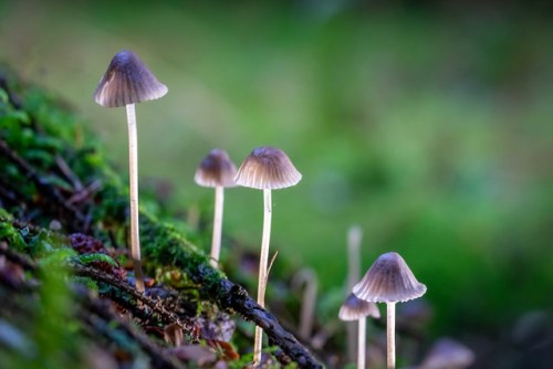 stephenearp:More tiny fungi from Dartmoor