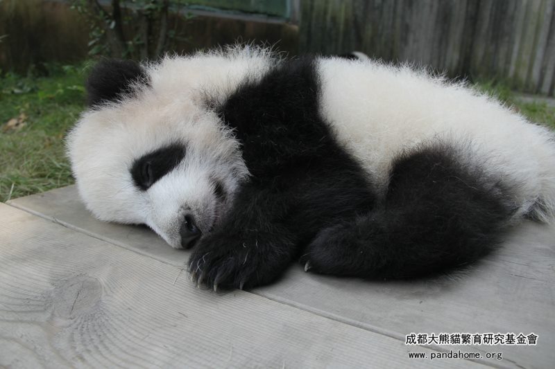 haveueverlovedawoman:  XingYuan is the brother,his character is very quiet and sky.Do