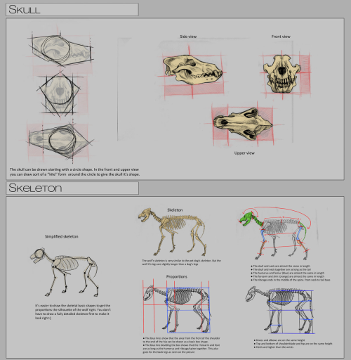 dragonbow:  Wolf anatomy tutorial series porn pictures