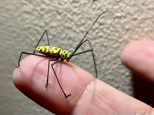 invertebrates: onenicebugperday:Wood Crane Longhorn Beetle, Gerania bosci, Cerambycidae Found i