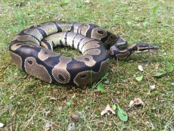 reptiliaherps:  Took my buddy outside today for some fresh air!