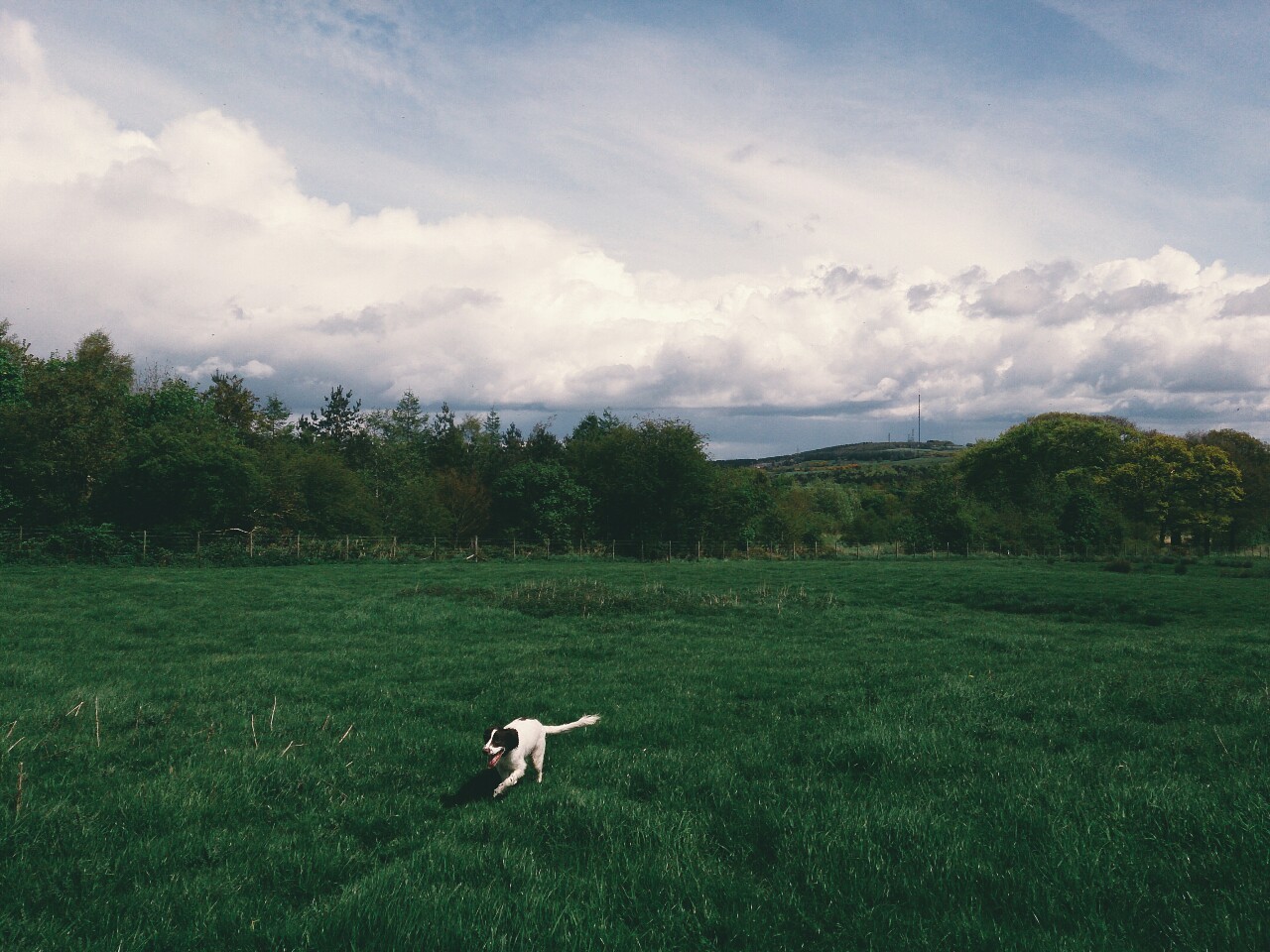 danielodowd:  Charlie loves walkies 