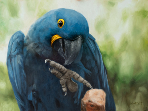 marycjenkins:“Hyacinth Macaw”Oil on gessobord24 x 18 inches