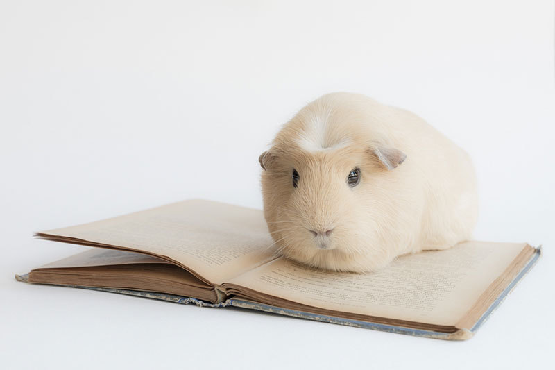 bobbycaputo:  Booboo, the World’s Cutest Guinea Pig Meet Booboo, a two-year