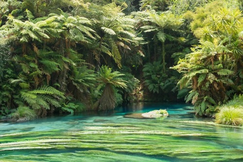 expressions-of-nature:Rotorua, New Zealand by Sheldon Nunes