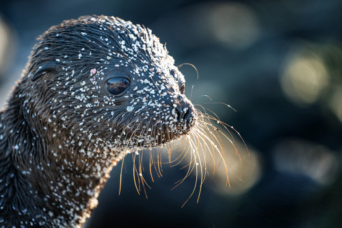 storyhearts-journey:A Galápagos fur seal pup coming up from a nap in the sand. (Photo: Cristina Mitt