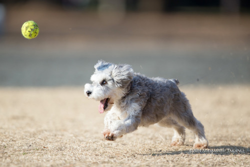 dogmart: Go! Go! | Miniature Schnauzer by Masamitsu Takano