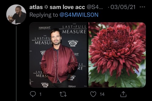 Sebastian Stan As Flowers: An Absolutely Adorable Thread By @S4MWILSON On Twitter
