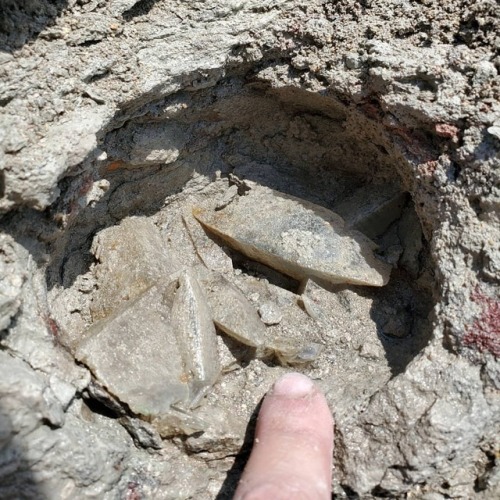 Cluster of etched celestite crystals in situ, south of Austin, Texas. These were all loose when they