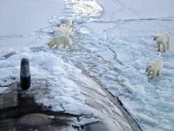 enrique262:  Somewhere in the Artic, polar bears alongside a surfaced nuclear sub.