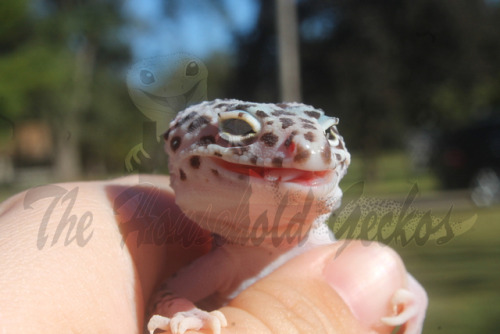 householdgeckos: Some love for the gorgeous adults.Persian - Super snow eclipseDelta - Tremper albin