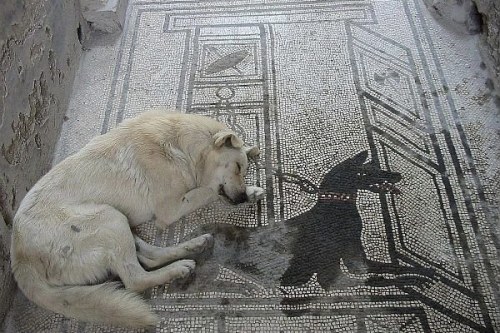 tristaniseult:LOVE OUTLIVES BOTH THE LOVED AND THE LOVER(i) JMC toynbee, beasts and their names in the roman empire / (ii) dog sleeping on dog mosaic in pompeii / (iii) george a. reisner, the dog which was honored by the king of upper and lower egypt