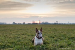 handsomedogs:   Bull Terrier Alyson @ sunset