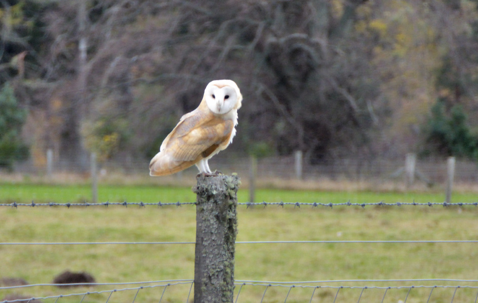 Benvironment — A beautiful barn owl, snapped earlier this evening...