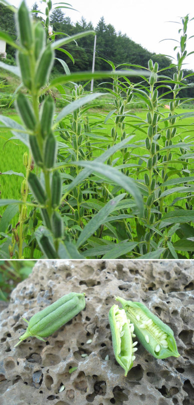 Porn How Food Looks Before It’s Harvested. photos