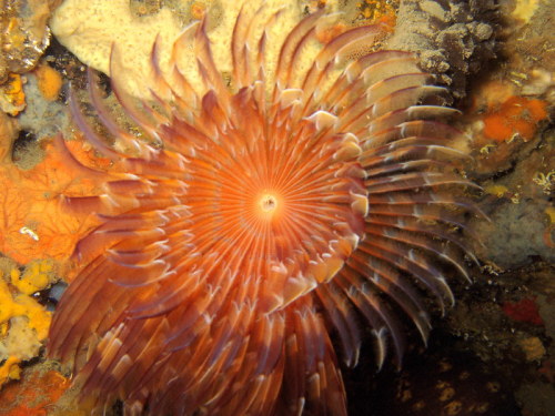 A Twin Fan Worm/Spiral Fan Worm (Bispira volutacornis) off the coast of Cervo, Italyby Alfiero Briso