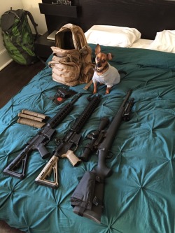 falalalala-daydreams:  collegearsenalofficial:  falalalala-daydreams:  totesdakots:  Tactical Chihuahua   If you don’t got a Tacti-pup then you ain’t even operating  I have a tactikitty. Is that good enough?  Hell yah! You can have a tacti-sloth and