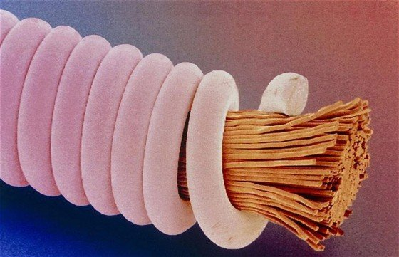 peterfromtexas:
“Guitar String under a microscope
”