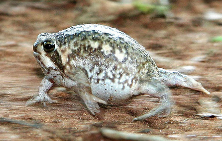 robert-the-redhead-lover: ultra-frog:  gitblog-monster:  tinysaurus-rex:  frogsuggest:  friend of the day!meet handsom roundboy desert rain frog! he lick! he yell! he round! he grump! he squish! he run! gone! goodbye!!!!  And I’ll love him forever 