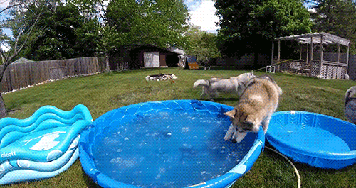 Snow Dogs Vlogs - MAKE THEM ALL FLOOFY