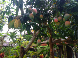 thelovenuggets:  Fresh mangos off the tree