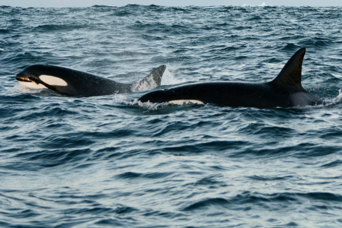 expressions-of-nature:  by Sirpa Winter whale watching in Norway 